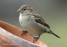 house-sparrow-vrabec_dom_female